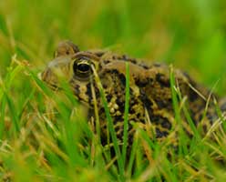 All About Frogs and Toads